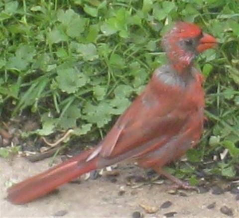  NORTHERN CARDINAL 