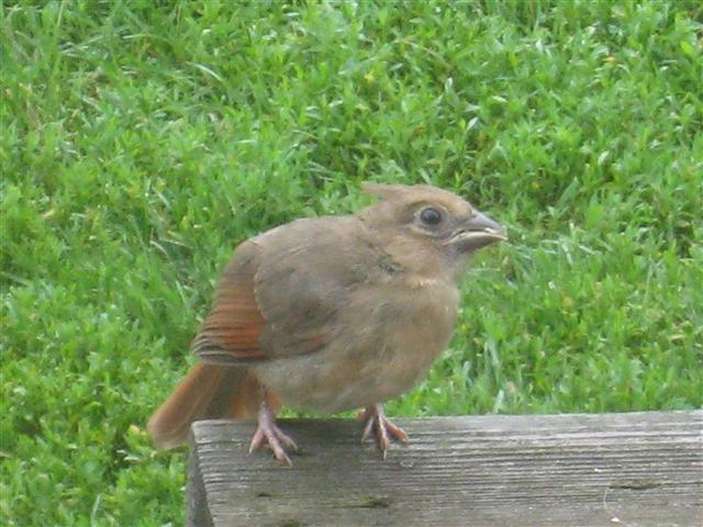  NORTHERN CARDINAL 