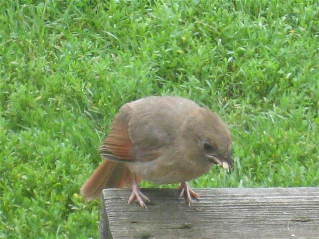  NORTHERN CARDINAL 