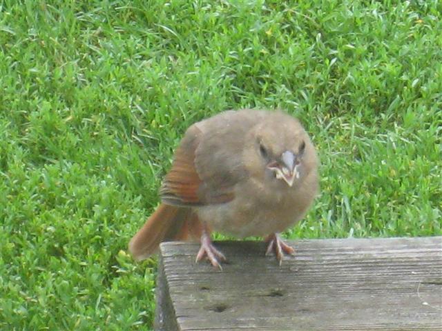  NORTHERN CARDINAL 