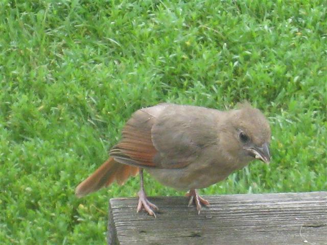  NORTHERN CARDINAL 