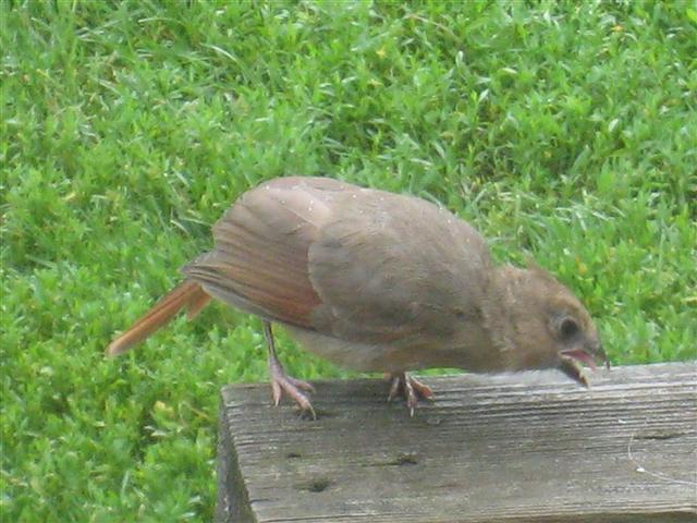  NORTHERN CARDINAL 