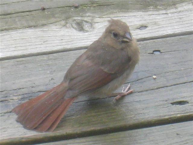  NORTHERN CARDINAL 