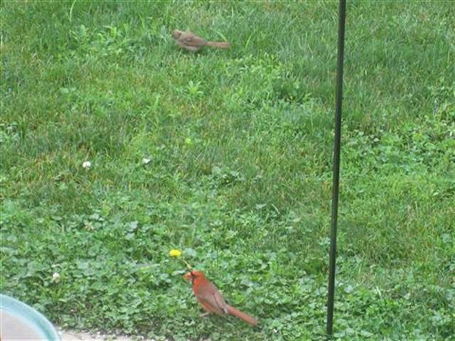  NORTHERN CARDINAL 