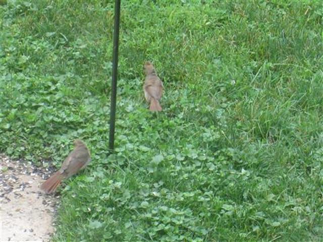  NORTHERN CARDINAL 