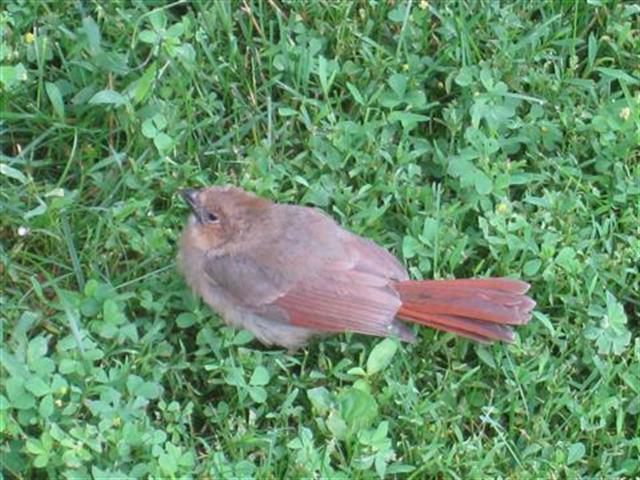  NORTHERN CARDINAL 