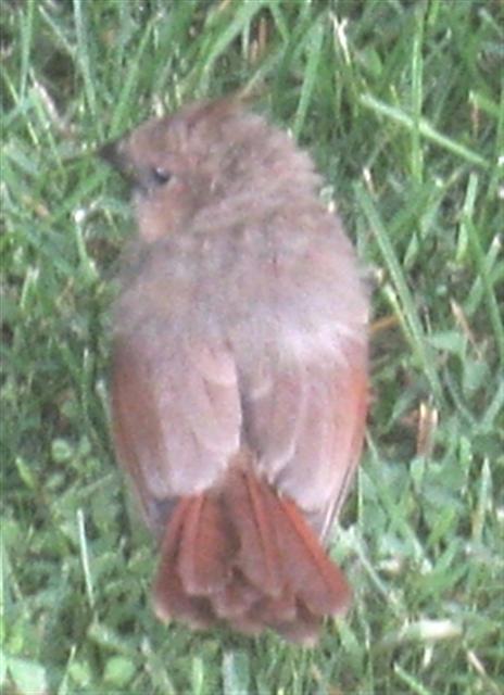  NORTHERN CARDINAL 