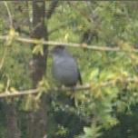  CATBIRD, GRAY 