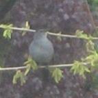  CATBIRD, GRAY 