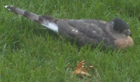  Coopers Hawk 