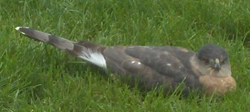  Coppers Hawk 