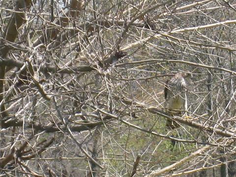  Coopers Hawk 