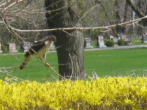  Coopers Hawk 