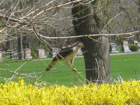  Coopers Hawk 