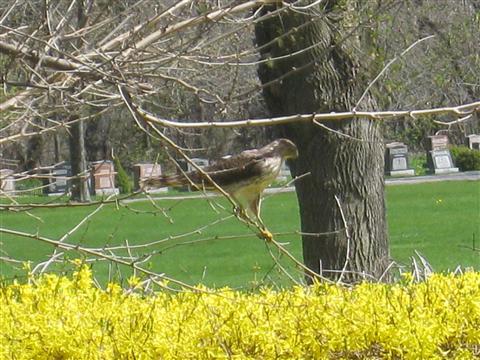  Coopers Hawk 