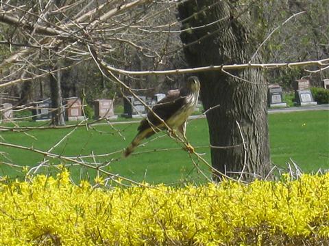  Coopers Hawk 