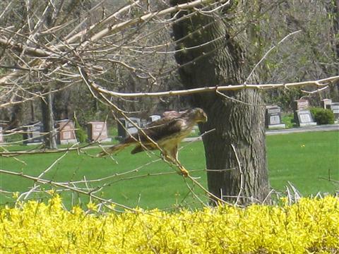  Coopers Hawk 