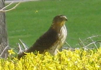  Coopers Hawk 