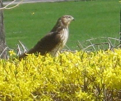  Coopers Hawk 