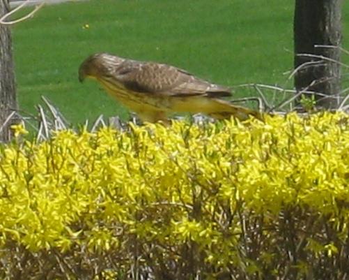  Coopers Hawk 