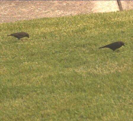  COWBIRD, Brown-Headed 