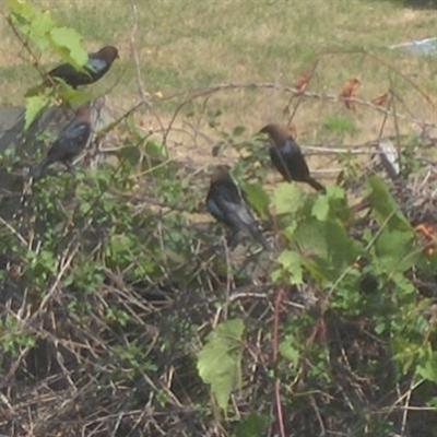  COWBIRD, Brown-Headed 