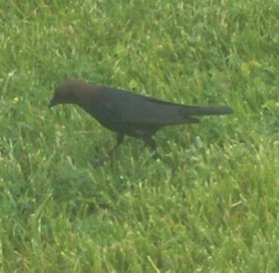  COWBIRD, Brown-Headed 