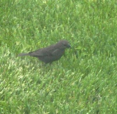  COWBIRD, Brown-Headed 