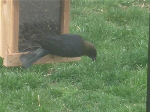  COWBIRD, Brown-Headed 