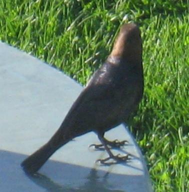  COWBIRD, Brown-Headed 