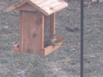  Brown Creeper 