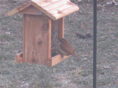  Brown Creeper 