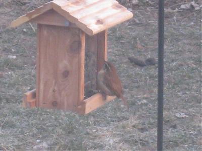  Brown Creeper 