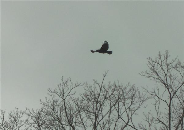  American Crow 