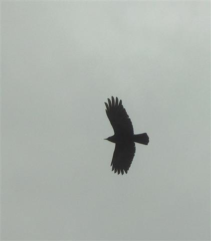  American Crow 
