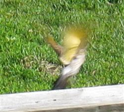  Common FLICKER (Yellow-Shafted) 