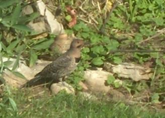  Common FLICKER (Yellow-Shafted) 
