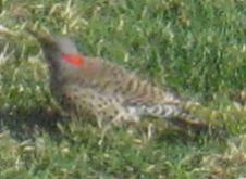  Common FLICKER (Yellow-Shafted) 