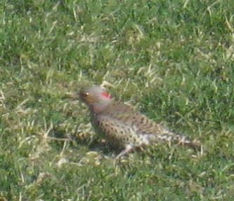  Common FLICKER (Yellow-Shafted) 