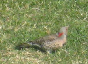  Common FLICKER (Yellow-Shafted) 