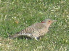  Common FLICKER (Yellow-Shafted) 