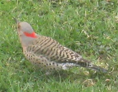  Common FLICKER (Yellow-Shafted) 