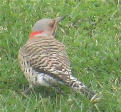  Common FLICKER (Yellow-Shafted) 