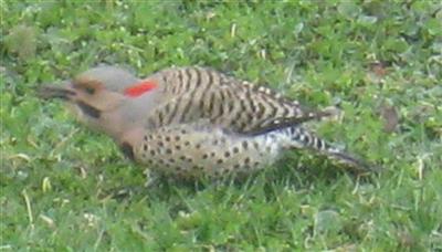  Common FLICKER (Yellow-Shafted) 