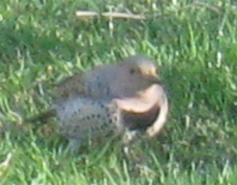  Common FLICKER (Yellow-Shafted) 