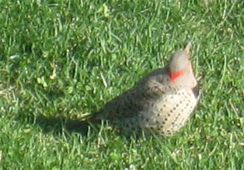  Common FLICKER (Yellow-Shafted) 