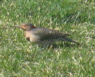  Common FLICKER (Yellow-Shafted) 