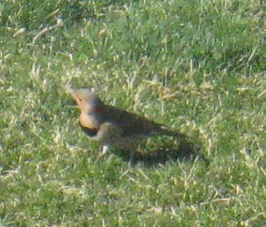  Common FLICKER (Yellow-Shafted) 