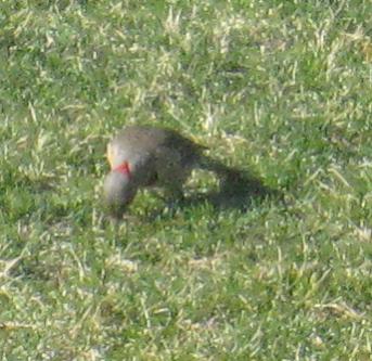  Common FLICKER (Yellow-Shafted) 