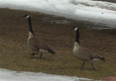  Canada Goose 